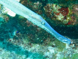 29 Trumpetfish IMG 3177